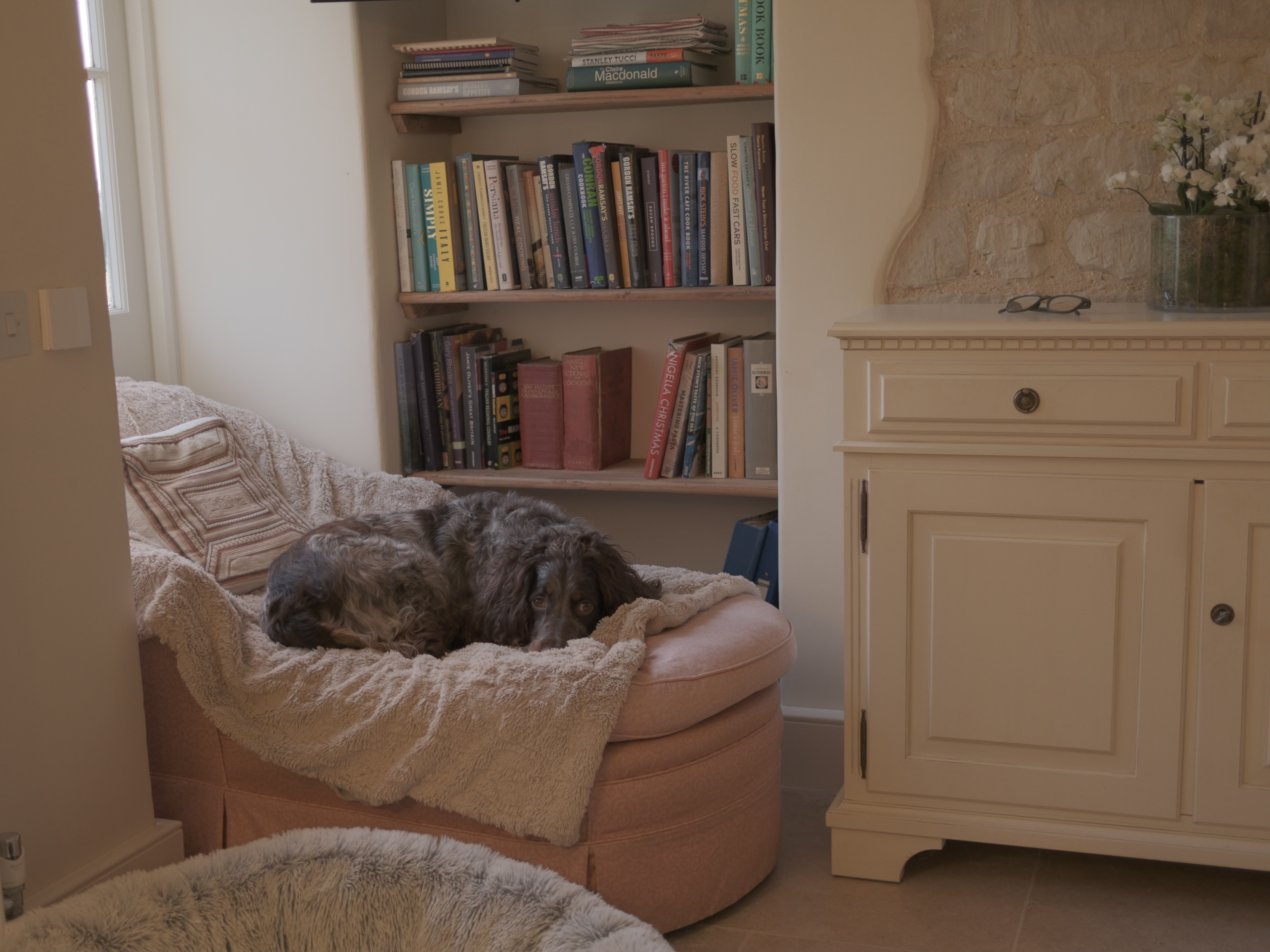 A spaniel curled up beside a shelf of well-used cookbooks.